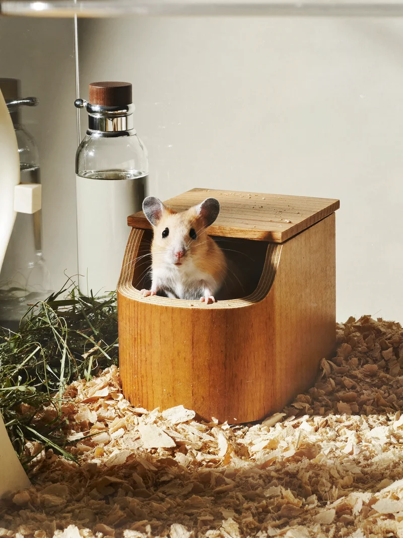 Illustration: Kleintiergehege mit Einstreu, Heu, Holzhaus und Trinkflasche, ein Hamster schaut heraus